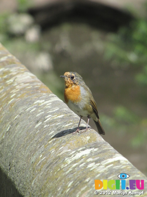 SX23058 Robin on wall